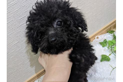 成約済の広島県のティーカッププードル-135007の12枚目