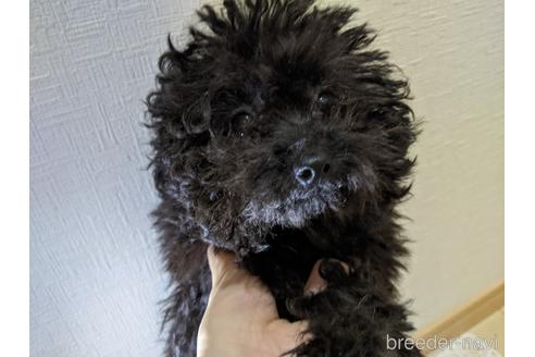 成約済の広島県のティーカッププードル-135007の7枚目