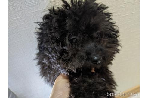成約済の広島県のティーカッププードル-135007の6枚目