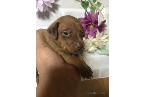 成約済の長崎県のミニチュアピンシャー(ミニピン)-154589の3枚目
