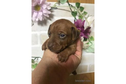 成約済の長崎県のミニチュアピンシャー(ミニピン)-154589の2枚目