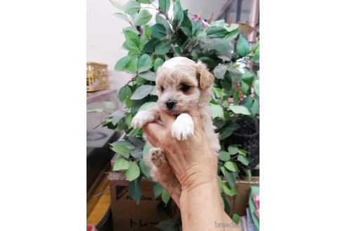 成約済の山梨県のマルプー:マルチーズ×トイプードル-177060の1枚目