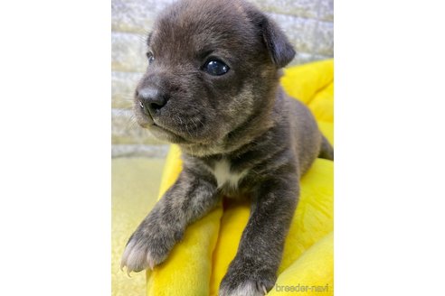 成約済の茨城県のミックス犬-267516の2枚目