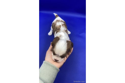 成約済の福岡県のキャバリアキングチャールズスパニエル-282553の2枚目