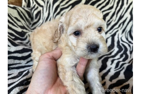 商談中の茨城県のコッカプー:アメリカンコッカースパニエル×トイプードル-312498の3枚目