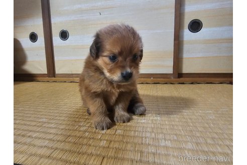 成約済の鹿児島県のマルックス:マルチーズ×ミニチュアダックスフンド-327750の9枚目