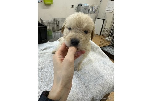 成約済の千葉県のゴールデンレトリーバー-329448の10枚目