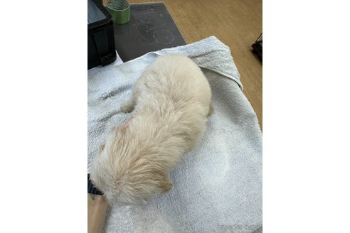成約済の千葉県のゴールデンレトリーバー-329448の8枚目