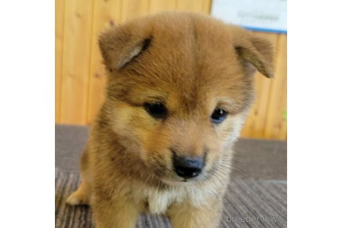 成約済の岐阜県の豆柴-331400の3枚目