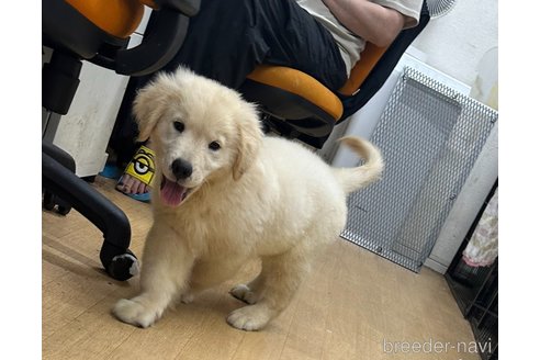 成約済の千葉県のゴールデンレトリーバー-329448の3枚目
