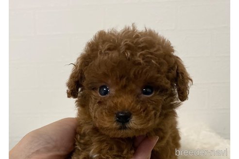 成約済の静岡県のティーカッププードル-344609の2枚目