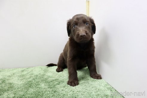 成約済の群馬県のフラットコーテッドレトリーバー-347191の6枚目