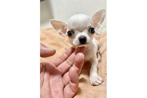 商談中の埼玉県のチワワ(スムースコート)-347807の2枚目