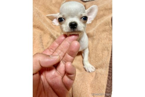 商談中の埼玉県のチワワ(スムースコート)-347807の1枚目