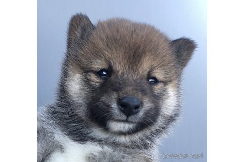 成約済の福岡県の豆柴-350943の1枚目