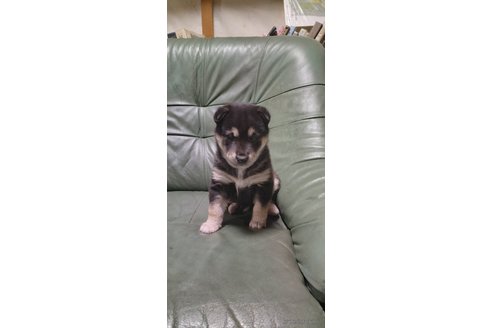 成約済の岩手県の柴犬-354920の9枚目