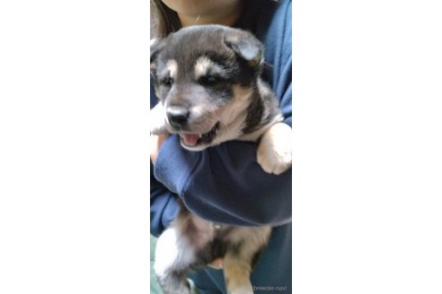 成約済の岩手県の柴犬-354920の4枚目
