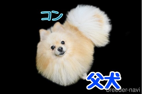 コンくん1枚目