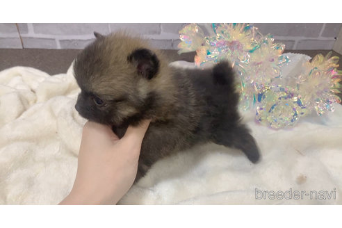 販売中の東京都のポメラニアン-361733の20枚目