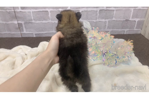販売中の東京都のポメラニアン-361733の19枚目