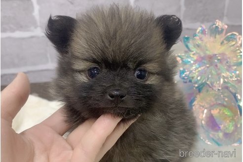 販売中の東京都のポメラニアン-361734の22枚目