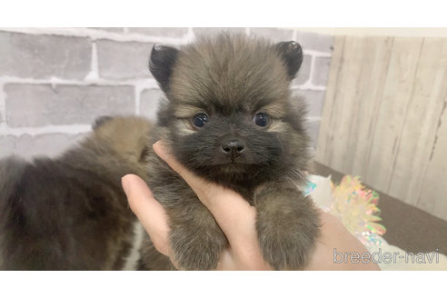 販売中の東京都のポメラニアン-361734の26枚目