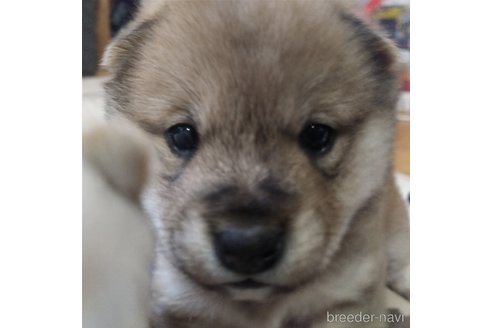 成約済の富山県の豆柴-362523の4枚目