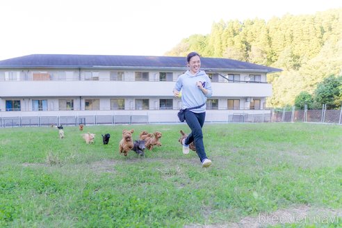 成約済の東京都のポメプー:ポメラニアン×トイプードル-356285の2枚目
