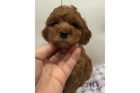 販売中の愛知県のトイプードル-361578の7枚目