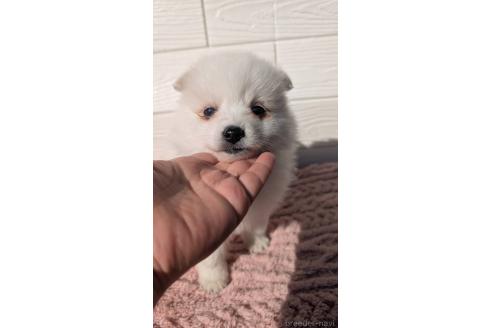 商談中の宮崎県のミックス犬-366104