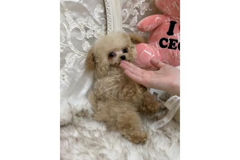 販売中の広島県のミックス犬-366230の9枚目
