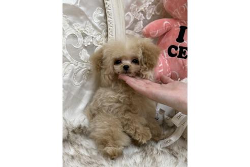 販売中の広島県のミックス犬-366230の6枚目
