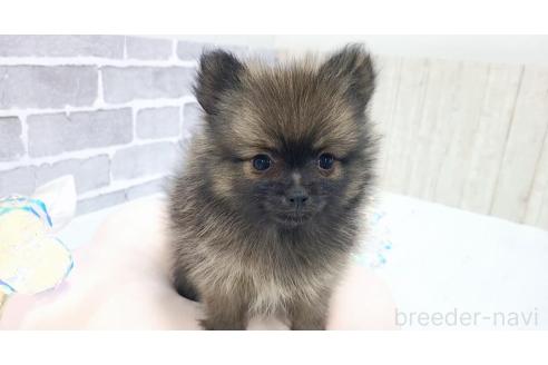 販売中の東京都のポメラニアン-361733の4枚目