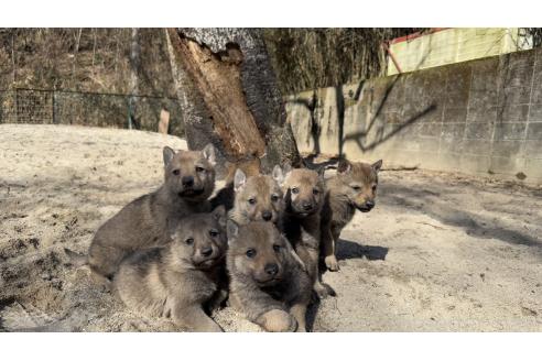 商談中の三重県のチェコスロバキアンウルフドッグ-367472