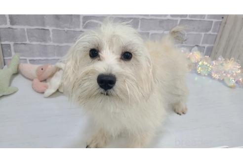 成約済の東京都のミックス犬-319294の4枚目