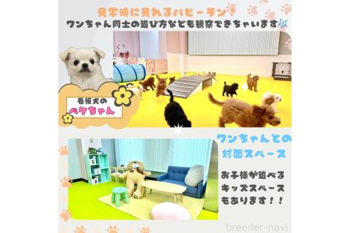 成約済の神奈川県のチワプー:チワワ×トイプードル-372949の5枚目
