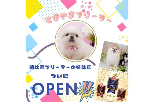 成約済の神奈川県のチワプー:チワワ×トイプードル-372949の4枚目