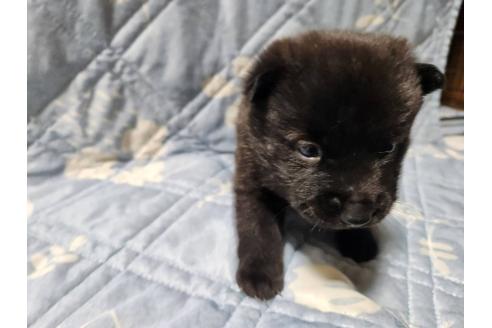 販売中の岡山県の甲斐犬-373761の14枚目