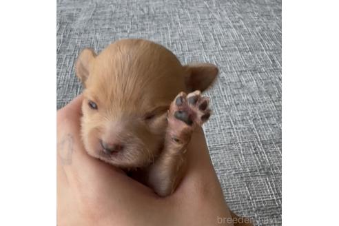 販売中の大阪府のチワプー:チワワ×トイプードル-375334の7枚目