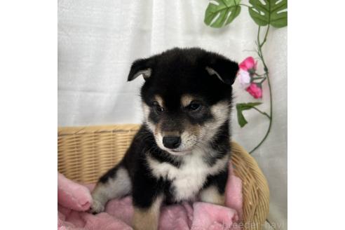 商談中の茨城県の柴犬-375692の4枚目