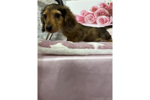 成約済の兵庫県のカニンヘンダックスフンド(ロングヘアード)-364078の4枚目