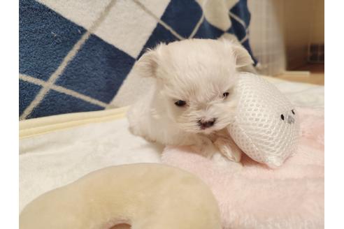 成約済の岡山県のマルチーズ-376776の2枚目