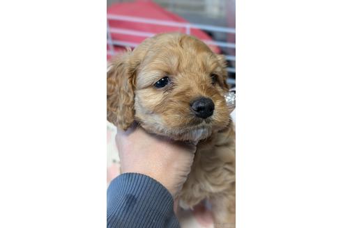 成約済の愛知県のコッカプー:アメリカンコッカースパニエル×トイプードル-373747の2枚目