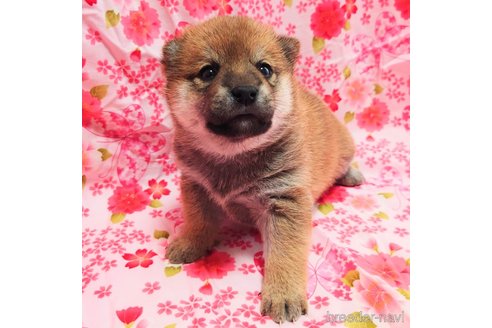 成約済の大阪府の柴犬-376674の6枚目