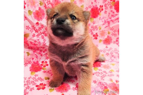 成約済の大阪府の柴犬-376674の2枚目