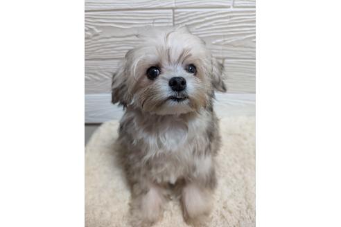 成約済の宮崎県のミックス犬-366666の2枚目