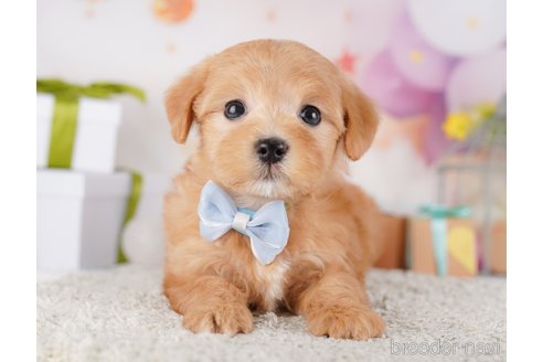 成約済の東京都のミックス犬-379838の3枚目