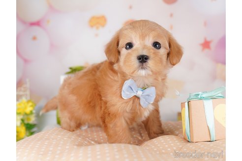 成約済の東京都のミックス犬-379838の4枚目