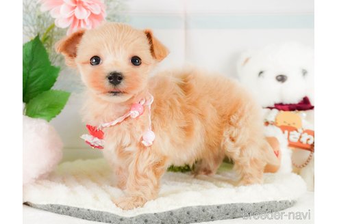 成約済の静岡県のマルプー:マルチーズ×トイプードル-379289の10枚目