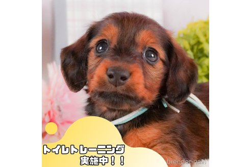 販売中の静岡県のミニチュアダックスフンド(ロングヘアード)-379274